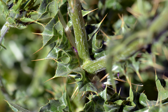 Blessed Milkthistle has stems that are for the most part hairless or covered in dense, soft, often matted short hairs (tomentose) as shown here. Note that the leaves have spiny edges. Silybum marianum